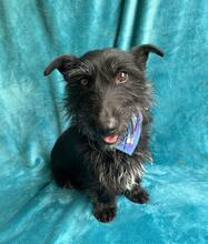 MAZLI, Hund, Scottish Terrier-Mix in Wunstorf - Bild 3