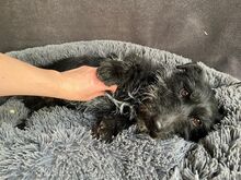 MAZLI, Hund, Scottish Terrier-Mix in Wunstorf - Bild 4