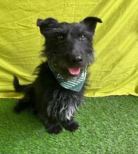 MAZLI, Hund, Scottish Terrier-Mix in Wunstorf - Bild 5