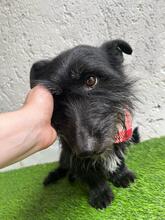 MAZLI, Hund, Scottish Terrier-Mix in Wunstorf - Bild 6