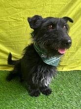 MAZLI, Hund, Scottish Terrier-Mix in Wunstorf - Bild 7