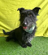 MAZLI, Hund, Scottish Terrier-Mix in Wunstorf - Bild 8