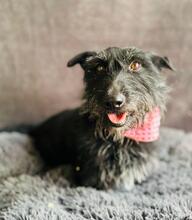 MAZLI, Hund, Scottish Terrier-Mix in Wunstorf - Bild 9