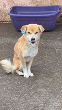 BOO, Hund, Mischlingshund in Rumänien - Bild 1