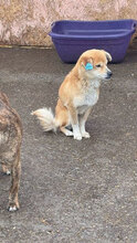 BOO, Hund, Mischlingshund in Rumänien - Bild 3