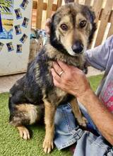 MOZART, Hund, Mischlingshund in Rumänien - Bild 11
