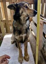 MOZART, Hund, Mischlingshund in Rumänien - Bild 12