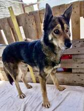 MOZART, Hund, Mischlingshund in Rumänien - Bild 17