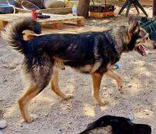 MOZART, Hund, Mischlingshund in Rumänien - Bild 6
