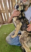 MOZART, Hund, Mischlingshund in Rumänien - Bild 9