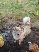 LUCAS, Hund, Mischlingshund in Rumänien