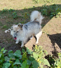 LUCAS, Hund, Mischlingshund in Rumänien - Bild 2