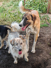 LUCAS, Hund, Mischlingshund in Rumänien - Bild 3