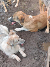 LUCAS, Hund, Mischlingshund in Rumänien - Bild 4