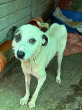 JOSCHA, Hund, Mischlingshund in Rumänien - Bild 2