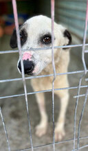 JOSCHA, Hund, Mischlingshund in Rumänien - Bild 3