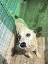 JOSCHA, Hund, Mischlingshund in Rumänien - Bild 7