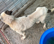 JOSCHA, Hund, Mischlingshund in Rumänien - Bild 8