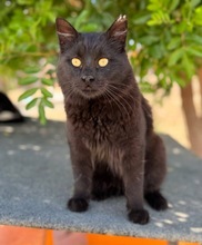 ROY, Katze, Europäisch Kurzhaar in Zypern - Bild 1
