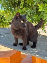 ROY, Katze, Europäisch Kurzhaar in Zypern - Bild 2