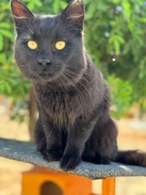 ROY, Katze, Europäisch Kurzhaar in Zypern - Bild 3
