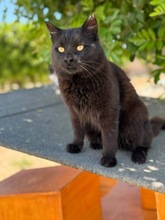 ROY, Katze, Europäisch Kurzhaar in Zypern - Bild 4