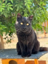ROY, Katze, Europäisch Kurzhaar in Zypern - Bild 5