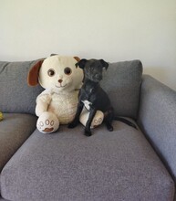 MARIO, Hund, Mischlingshund in Spanien