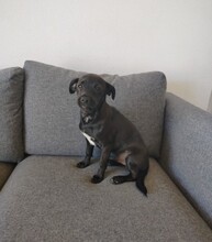 MARIO, Hund, Mischlingshund in Spanien - Bild 2