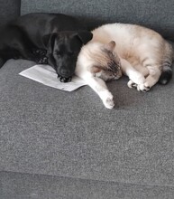 MARIO, Hund, Mischlingshund in Spanien - Bild 3