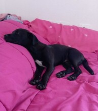 MARIO, Hund, Mischlingshund in Spanien - Bild 4