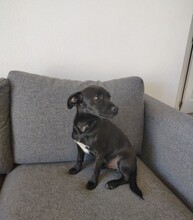 MARIO, Hund, Mischlingshund in Spanien - Bild 5