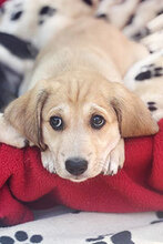 LISA, Hund, Mischlingshund in Italien - Bild 1