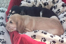 LISA, Hund, Mischlingshund in Italien - Bild 2