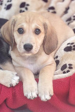 LISA, Hund, Mischlingshund in Italien - Bild 3