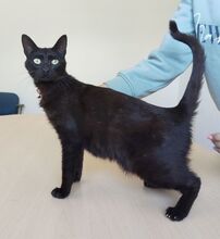 PIA, Katze, Europäisch Kurzhaar in Spanien - Bild 2