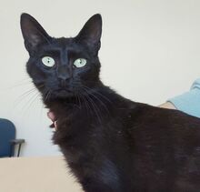 PIA, Katze, Europäisch Kurzhaar in Spanien - Bild 3