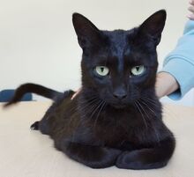 PIA, Katze, Europäisch Kurzhaar in Spanien - Bild 5