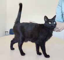 PIA, Katze, Europäisch Kurzhaar in Spanien - Bild 6