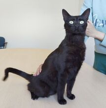 PIA, Katze, Europäisch Kurzhaar in Spanien - Bild 7