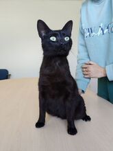PIA, Katze, Europäisch Kurzhaar in Spanien - Bild 8