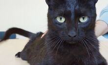 PIA, Katze, Europäisch Kurzhaar in Spanien - Bild 9