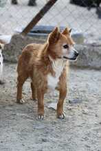 OSKAR2, Hund, Mischlingshund in Spanien - Bild 1