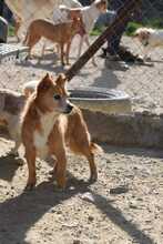 OSKAR2, Hund, Mischlingshund in Spanien - Bild 2