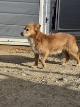 OSKAR2, Hund, Mischlingshund in Spanien - Bild 3