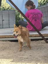 OSKAR2, Hund, Mischlingshund in Spanien - Bild 4
