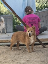 OSKAR2, Hund, Mischlingshund in Spanien - Bild 5