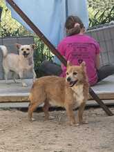 OSKAR2, Hund, Mischlingshund in Spanien - Bild 6