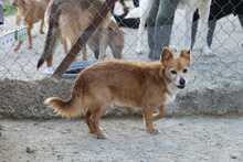 OSKAR2, Hund, Mischlingshund in Spanien - Bild 7