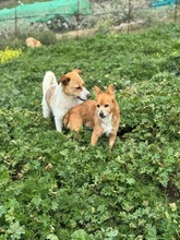 OSKAR2, Hund, Mischlingshund in Spanien - Bild 8